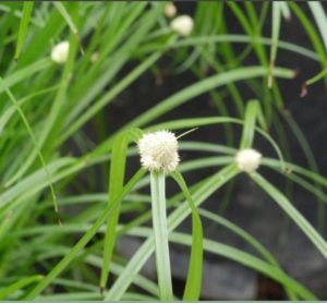 1Kg Cỏ Bạc Đầu Tươi Hút Chân Không ( Thuốc Nam )