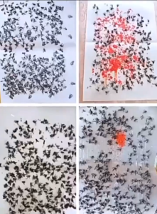 🔥50 Pcs🔥 Fly Catcher Glue Board Traps Fruit Flies Fly Flies Trap Catcher Fly Killer