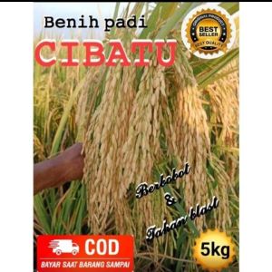 BENIH PADI CIBATU 06 SUPER UNGGUL BERKUALITAS 5KG