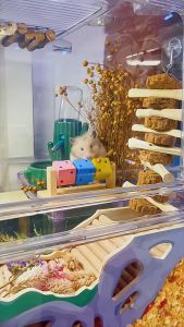 Carno Wooden Rotating Cube Hamster Climbing Toy Small Animal Climbing Playground Hedgehog Exploring