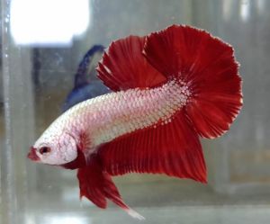 Red Dragon Halfmoon Plakat HMPK Betta Fish / Ikan Laga/ 斗鱼 / Live Fish ❗️Fish same as order❗️Not random pick❗️1