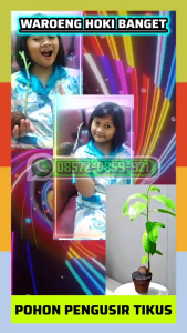 PAKET BIBIT POHON BINTARO DAN BUAH BINTARO | PENGUSIR TIKUS AMPUH | BUAH BINTARO LEMBAB | BUAH SIMPALAK