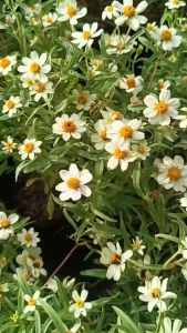 KD999 ต้นกระดุมเงิน ดอกไม้กินได้ แต่งจานอาหาร ไม้ประดับสวน พันธุ์พุ่ม ไม่เลื้อย