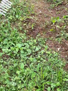 Cangkul Garuk Rumput Taman Full Baja Besi Mata Garuk 6Jari - Garuk Tanah Penggembur Media Tanam Bahan Tebal Anti Bengkok - Garukan Alat Dangir Rumput