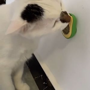 Makanan Permen Bola Gula Alpukat Catnip Cemilan Kesehatan Kucing Rileks Tubuh Hewan Cat Kitten