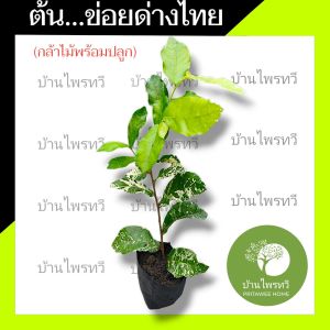 ต้นข่อยด่างไทย บ้านไพรทวี ต้นข่อยด่าง ข่อยด่าง กล้าไม้พร้อมปลูก