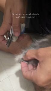 Free File Pet Nail Cutter Curve Easy Trim All Stages Adult Kitten Puppy Dog Cat Safe Grooming Tool