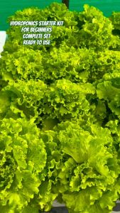 HYDROPONICS STARTER KIT 6 - WITH GROWBOX/4PACKS PELLETIZE LETTUCE SEEDS/GRANULAR NUTRIENTS SOLUTION FOR PROPER PLANT GROWTH