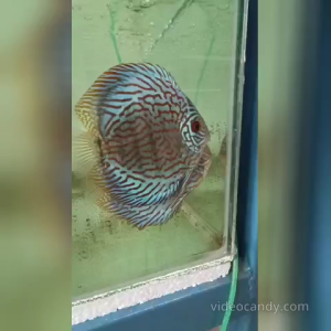 Super Blue Turquoise Discus Breeding Set (1set= 1Female + 1 Male) Ikan Discus Ready Stock
