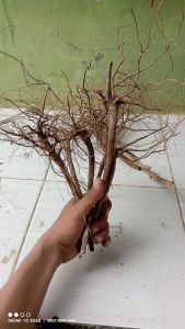 Akar senggani aquascape /5btng