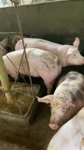 Humicvet organic for all animals of dog and cat (NEW PACKAGING)(100 grams) ++