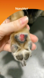 Nanovet® Pet Paw Cream For Cat And Dog (50gm)