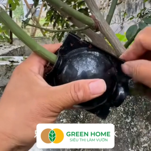 Bầu Chiết Cành GreenHome R4cm(1 Thùng 200 CÁI) Tăng Khả Năng Ra Rễ Phù Hợp Với Hoa Hồng Bonsai