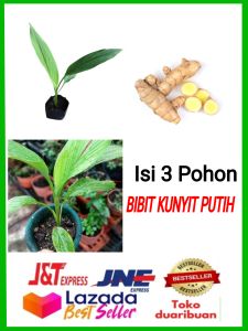 Paket 3 Pohon Tanaman Kunyit Putih Super Siap Tanam