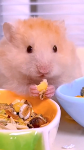 Hamster Food Mix Pellets for Small Pets with Hip & Joint Support High-protein nutrition Natural grains No preservatives