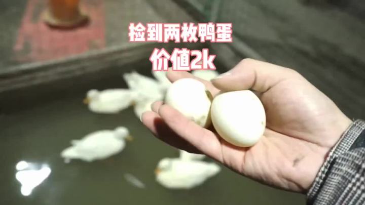 【店铺热门爆款】【纯种保证】柯尔鸭受精蛋可孵化网红CallDuck宠物科尔可达鸭种蛋 | Lazada
