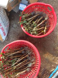 CHÈ KHỔNG LỒ HAY GỌI LÀ CHÈ ĐẠI ( ĐƠN 10 BẦU)