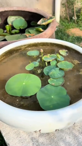 ปุ๋ยบัว ปุ๋ยบอน ชามบัวระเบิดเกสร Golden Flowers 200g ปุ๋ยไม้น้ำ สูตรเร่งต้น สูตรเร่งดอก ปุ๋ยดอกบัว