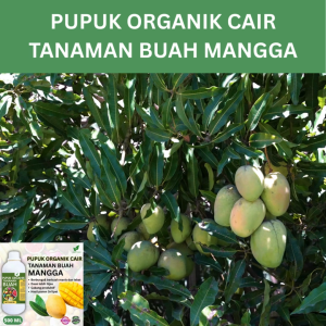 Pupuk Buah Mangga 500 ML /Pupuk Booster Mangga Cepat Berbuah Lebat/Pupuk Cair Mangga