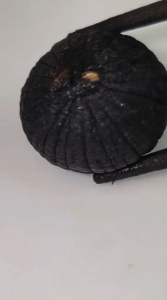 Bawang HItam Black Garlic Kating Premium Alami Original 250gram Herbal Asli Natural Premium