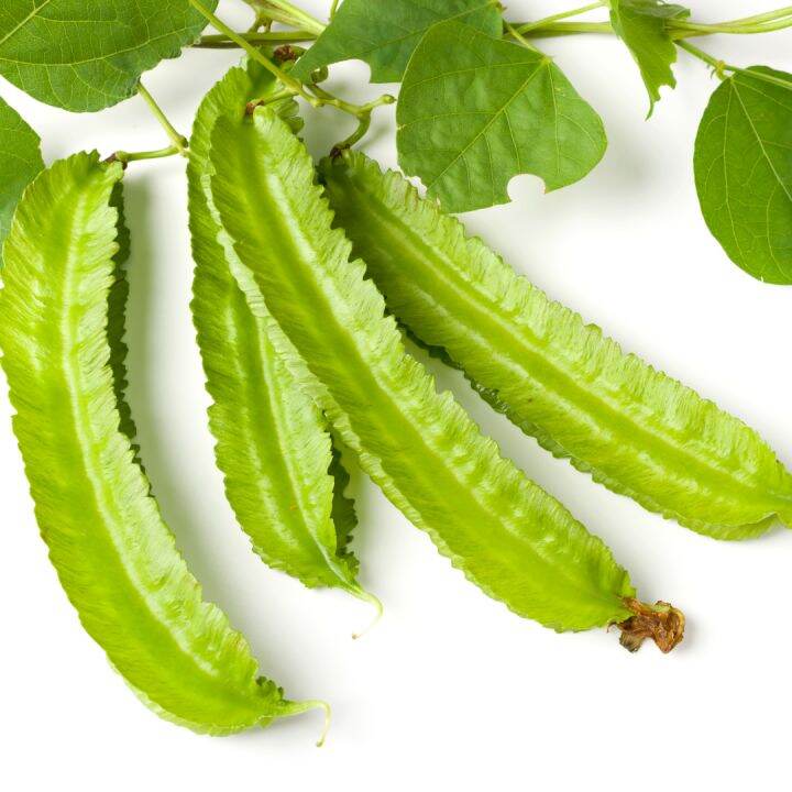 50 seeds binhi pantanim winged beans sigarilyas gulay