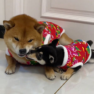 New Year Celebration Doggy Tang Suit & Petwear Essentials