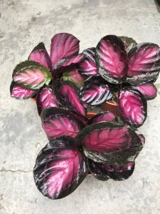 Calathea Medillion Pinky Rose/Bunga Calathea/ Pasu Besar/landscape plant/easy take care