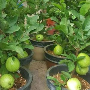 Pohon Jambu Kristal Cangkok Sudah Berbuah / Berbunga