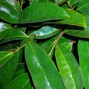 Daun sirsak segar herbal alami 50 gram