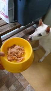 MAXIMA อาหารสุนัข 380 กรัม (ชนิดเปียก) **สำรวจราคา