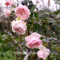 Hoa hồng Misaki Rose - hoa thơm, dễ trồng, hồng bụi. 