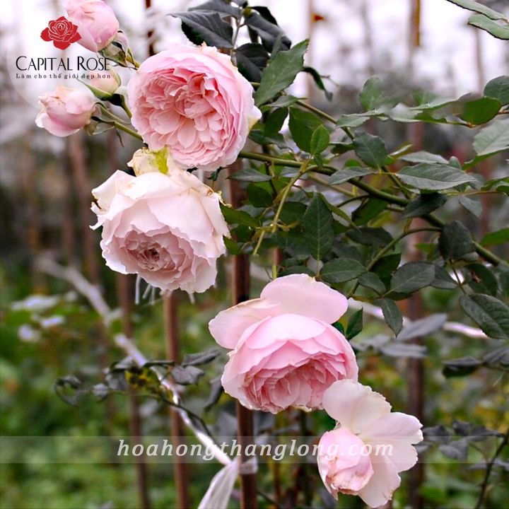 Hoa hồng Misaki Rose - hoa thơm, dễ trồng, hồng bụi