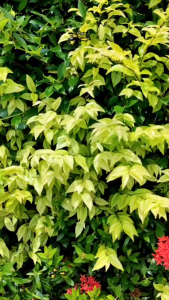 Dkidsปืนของเล่น ของเล่นเด็ก ปืนเด็กเล่น มีเสียง มีไฟกระพริบ  DKV10588