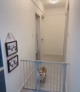 [SG] Adjustable Baby Safety Gate Automatic Close Door For Pet Children Home Kitchen