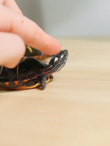 Turtle Tank Kit Ecologicale Reptile Tank Habitat Kit 360° Aquarium Starter Kit with Basking Platform