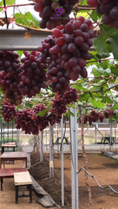 Bibit Anggur Import Varian Baikonur