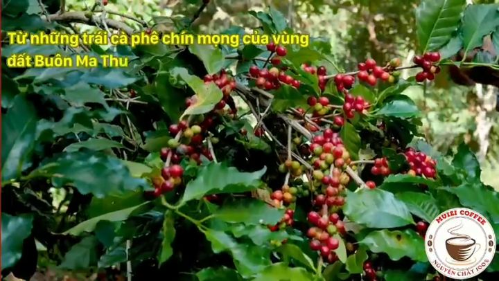 cà phê "chế biến" MOKA HC được đặc chế dành cho pha phin truyền thống ...