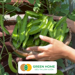 Hạt Giống Đậu Rồng Thái GreenHome Gói 10g~30 hạt Dễ Trồng Quanh Năm Nảy Mầm Cao T35
