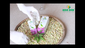 Tinh dầu tràm Huế hoa nén ngâm củ nén 100ml chuẩn VietGAP [Ngâm củ nén] - NOVIKA Organic