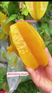 Bibit Belimbing Madu Jumbo Super Okulasi Cepat Berbuah