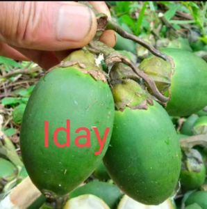 BUAH PINANG MUDA SEGER BUAH POHON PINANG/JAMBE BELI 5KG GRATIS 500G