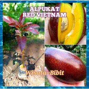 Bibit alpukat RED VIETNAM original