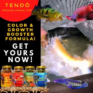 Maggot Pakan Ikan Chana Channa Arwana Magot Kering Tendo 130 gram