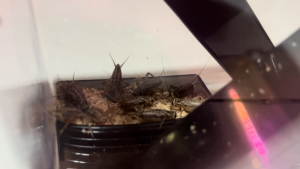 Cricket Breeding Kit