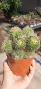 Xương rồng bóng vàng bụi. Size từ 9-10 cm