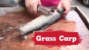 Electric Scale Scraper: A Household Fish Scale Removal Machine