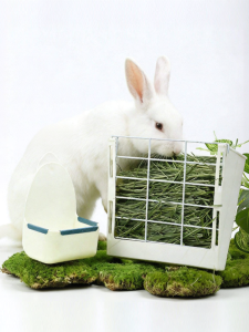 PET AND YOU | Rabbit Anti-grazing Feeder Box