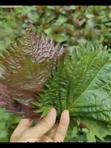 สามารถรับประทานได้ทั้งสองด้าน SuluHaoSongSongSongSeason  s เมล็ดพืชพรรณไม้ทนความร้อน 4 ฤดูกาลผักกระถางต้นไม้