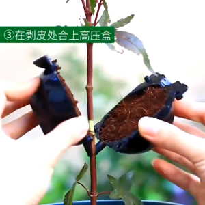 Reusable 10pcs Plant Rooting Device Ball 5cm High Pressure Propagation Grafting Device Damage-Free Grafting