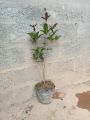 Cây Mộc Hương Ta Hoa Vàng Mini cao 40-70cm. 